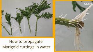 How to propagate marigold cuttings in water.