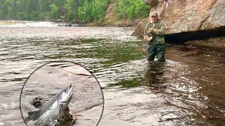 The SALMON are on the MOVE ! Humber River , Newfoundland Atlantic salmon fishing ( pre-run)