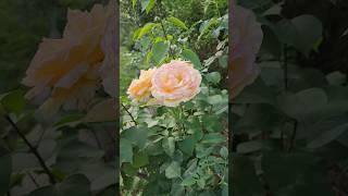 #한잔의인생임영웅 가수님  오두막 나의꽃처럼 편안합니다250615 Sunday