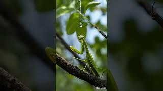 How praying mantises take a shower