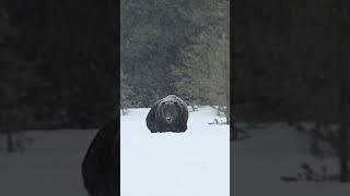 Grizzly Boar-#best #nature #naturephotography  #Tetons #Yellowstone #shorts #wildlife #bear #animals