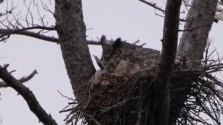 Great Horned Owl - Wisconsin