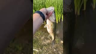 Didn’t realize how small the camera makes them look #bass #bassfishing #largemouth #fishing