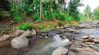 River Calming Sounds: Beautiful Deep Forest Green Stream- Beautiful Flowing Water Sounds in Mountain