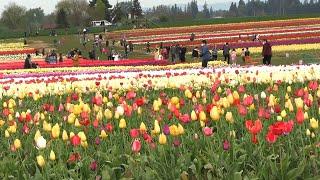 Wooden Shoe Tulip Farm's Annual Tulip Festival