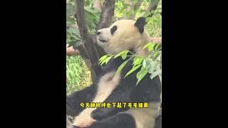 爱宝乐园与神树坪的梦幻联动#大熊猫 #睿宝辉宝 #大熊猫福宝 #关爱国宝大熊猫 潘达团子