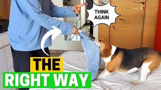 How to Punish Your Beagle The right way