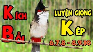 Chào Mào Hót Hay [ GIỌNG KÉP ] | Luyện Giọng Và Kích Bổi Tuyệt Vời | Chào mào song kon/02
