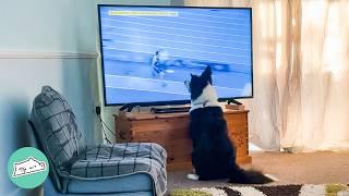 Border Collie Demands His TV Time When Lady Gets Home | Cuddle Buddies