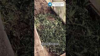 Помидорная ботва спасет ваш урожай  #сад #дача #огород  #garden