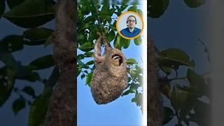  The Secret Nest of the Clever Sparrow 
