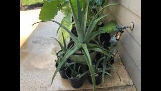 How to get FREE Aloe Vera plants.