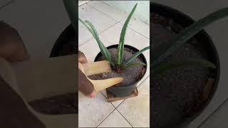 How to Repotting Aloe Vera #shorts #aloevera