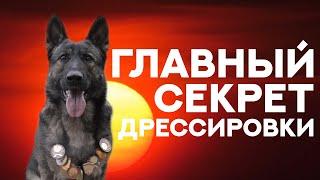 Главный секрет дрессировки. The main secret of dog training.