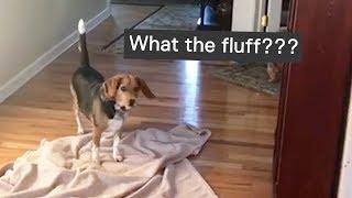 What The Fluff Challenge | The ULTIMATE COMPILATION 