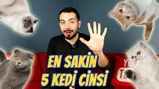 EN SAKİN 5 KEDİ IRKI (En Sakin ve Uysal Kedi Cinsleri)