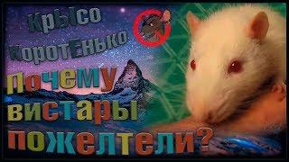 Жёлтые альбиносы, или как это получилось? (Fancy Rats | Декоративные Крысы)