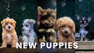 If you want a new puppy, watch THIS!