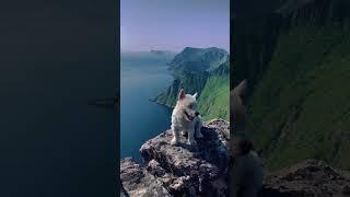 Would you sit here? #mountains #norway #nature #westie #dog #puppy #puppies #norge #dogs #hiking