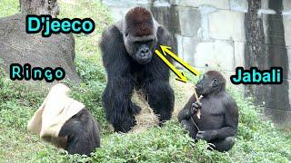 Funny gorilla D’jeeco family in the morning,cute Jabali,Ringo,Tayari金剛猩猩Tayari坐洞上方躲迪亞哥Ringo快跑盪上棲架,拍胸