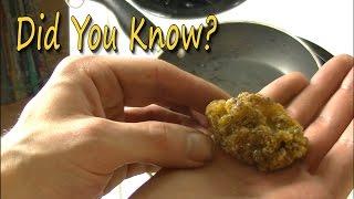 All About Pine Pitch - Making Medicine and Glue From Pine Sap