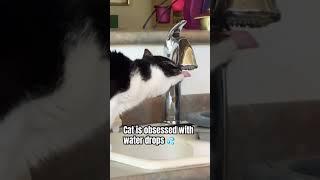 Why Cats Are Obsessed With Water Droplets