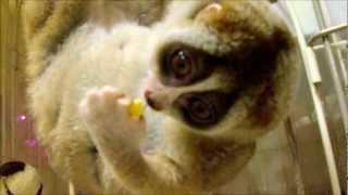 Slow Loris Eating Corn