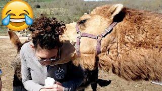 Camels Attack caught on camera - Camels Funny Compilation || PETASTIC 