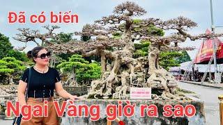 Ngai Vàng Đất Việt đã trở thành hiện tượng cộng đồng mạng của phan hâm mộ