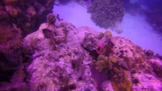 Annette's Scuba Dive Lesson with Amy