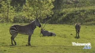 Africa Returns to Minnesota Zoo