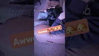 I love you  Cute dog video - Our dog Rue 🩷🫶 #dog #dogshorts #shorts