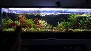 balancing a planted aqurium