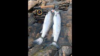 Atlantic Salmon Fishing Newfoundland - 2021