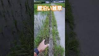 コンクリ壁沿いの雑草処理は？