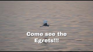 Two egrets fishing: Nature, Birds, Wildlife, Relax