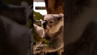 Koala bear                                     #fun #cool #enjo #asmr #love #lovely