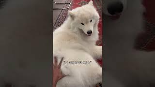 Do Samoyeds shed? #dog #fluffy #shorts #fluffydog