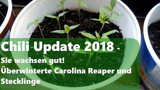 Chili Update 2018: Jungpflanzen, Überwinterte Chilis und Stecklinge