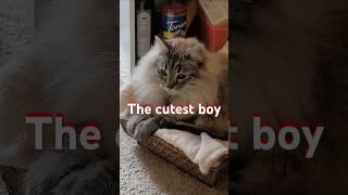 the cutest little menace.. #pnw #washingtonstate #seattle #cats #cat #catlover #baked #zaza