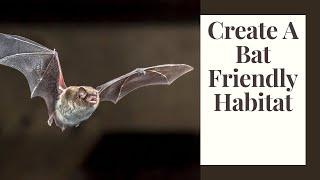 Go Batty! Building a Bat Friendly Backyard Habitat: Food, Water, & Shelter