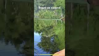 Трофейный окунь на оз. Старый Острог #русскаярыбалка4 #острог #окунь