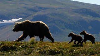 Grizzly Bears, Otters, Eagles & Whales | Alaska   | Wild Travel | Robert E Fuller