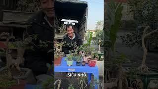 Duối bonsai