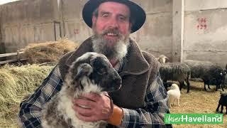 Unser Havelland: Osterlämmer bei Schäfer Kolecki