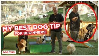 MY BEST ADVICE FOR BEGINNER DOG OWNERS | DOG TIPS