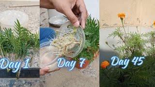 How To Grow Marigold From Cutting At Home