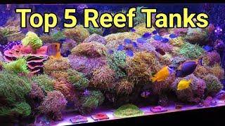5 Best Reef Tanks on the Internet in 2025 |The Prestige Reef Dork Show Ep 81
