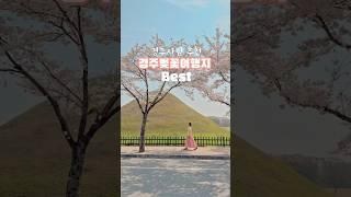 경주 벚꽃 여행지 모음 best #경주여행 #경주벚꽃 #cherryblossom