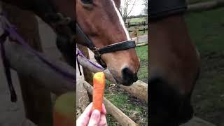 Feeding A Horse By Hand  